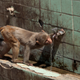 A monkey in Jammu, India.